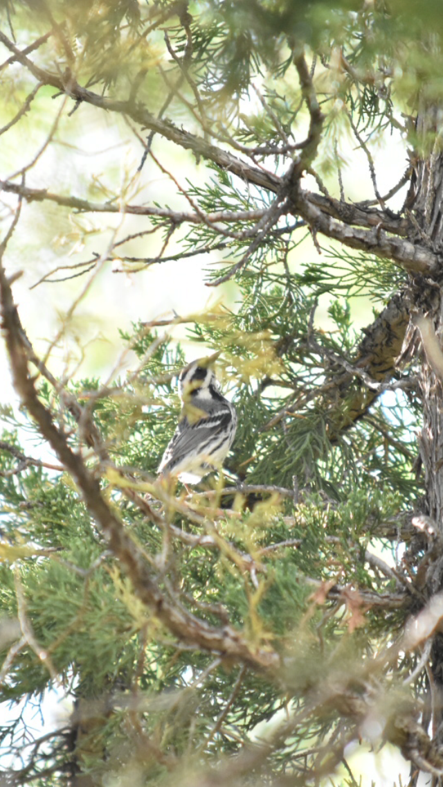 Black-throated Gray Warbler - ML170644461