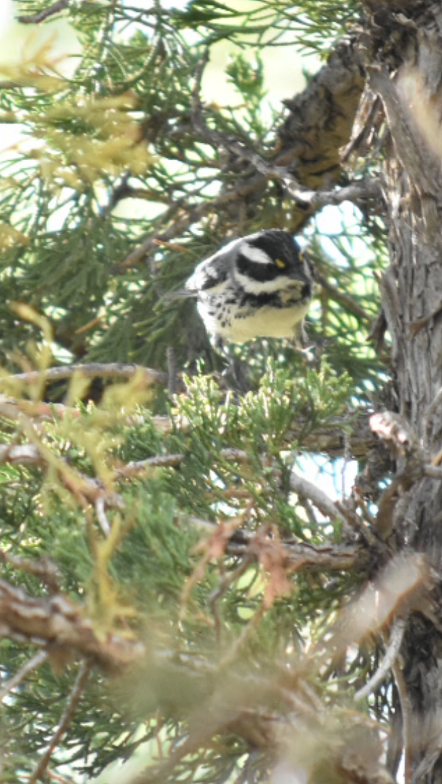 Black-throated Gray Warbler - Alicia Arnold 🦩