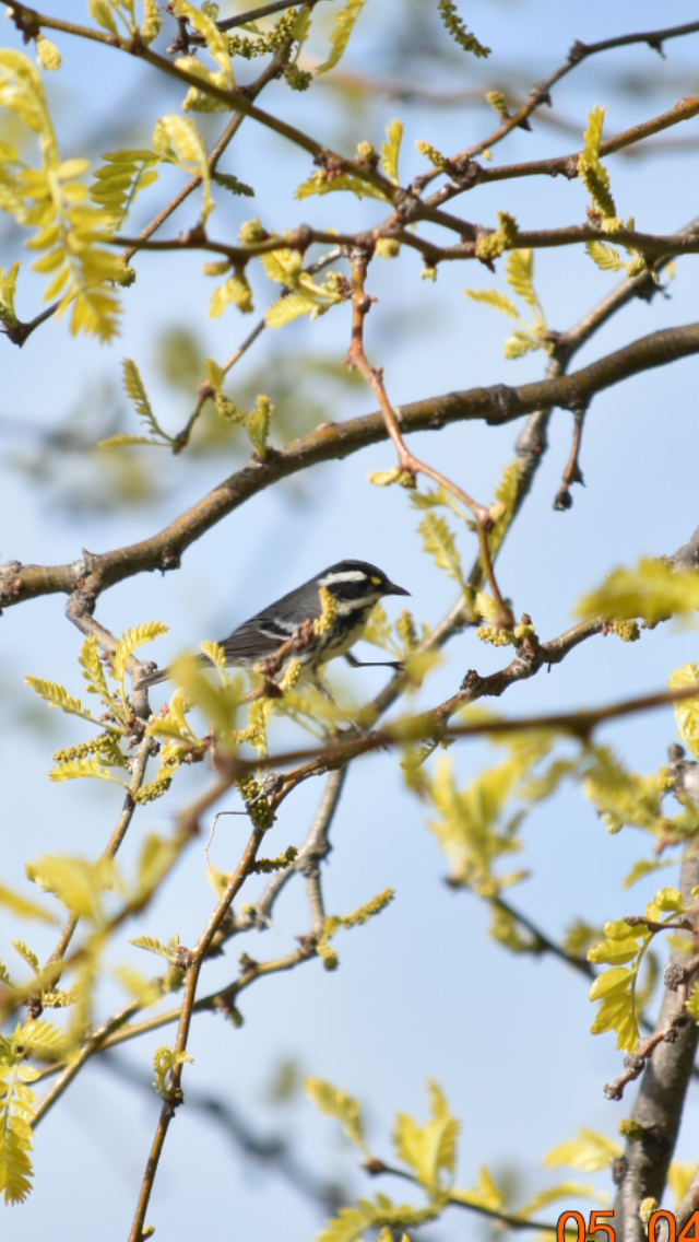 Black-throated Gray Warbler - Alicia Arnold 🦩