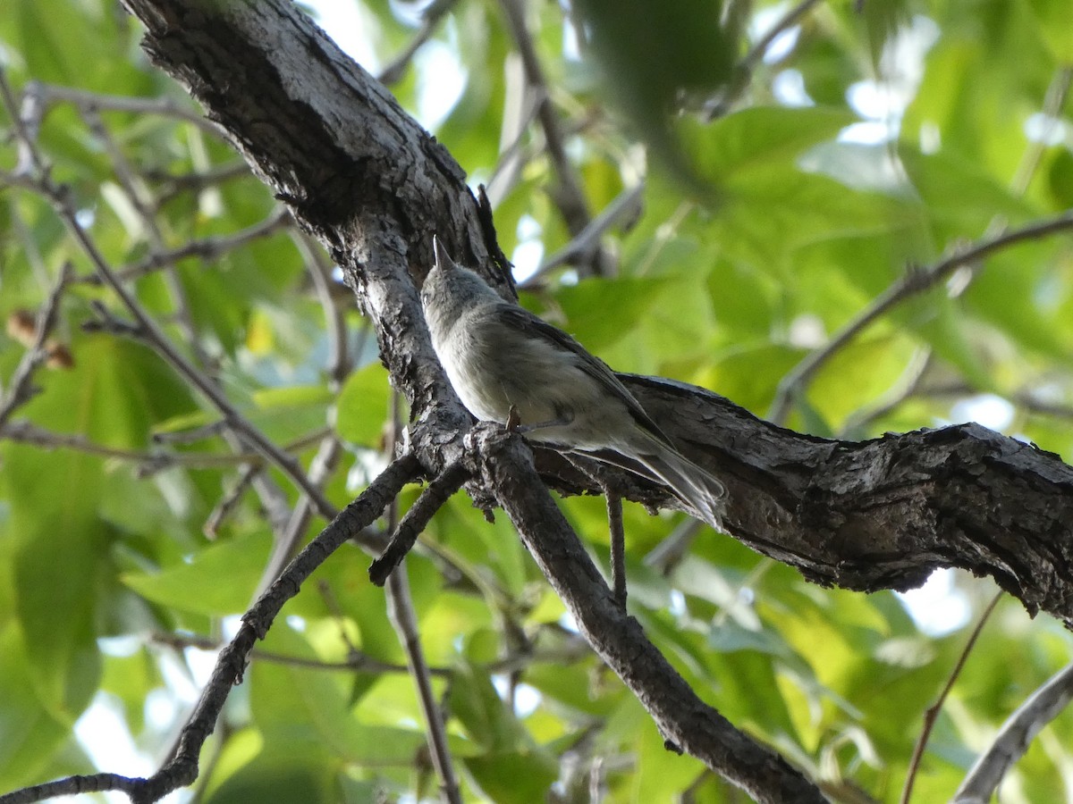 Hutton's Vireo - ML170644711