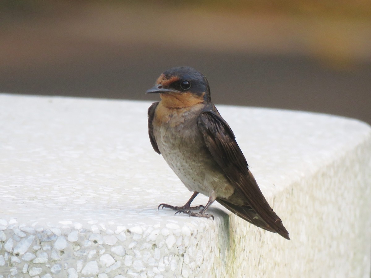 Pacific Swallow - ML170645351