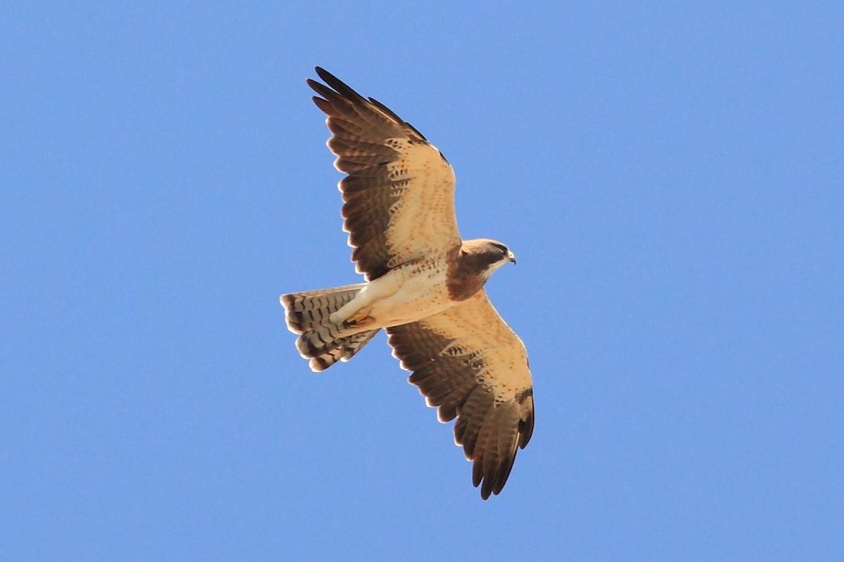 Swainson's Hawk - ML170647021