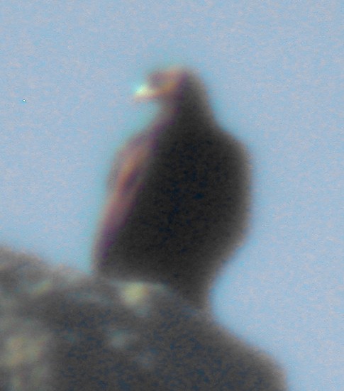 Цармын бүргэд - ML170647521
