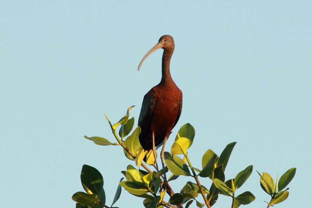 ibis hnědý - ML170647731