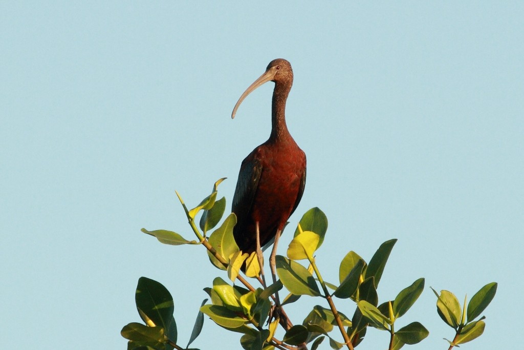 Glossy Ibis - ML170647731