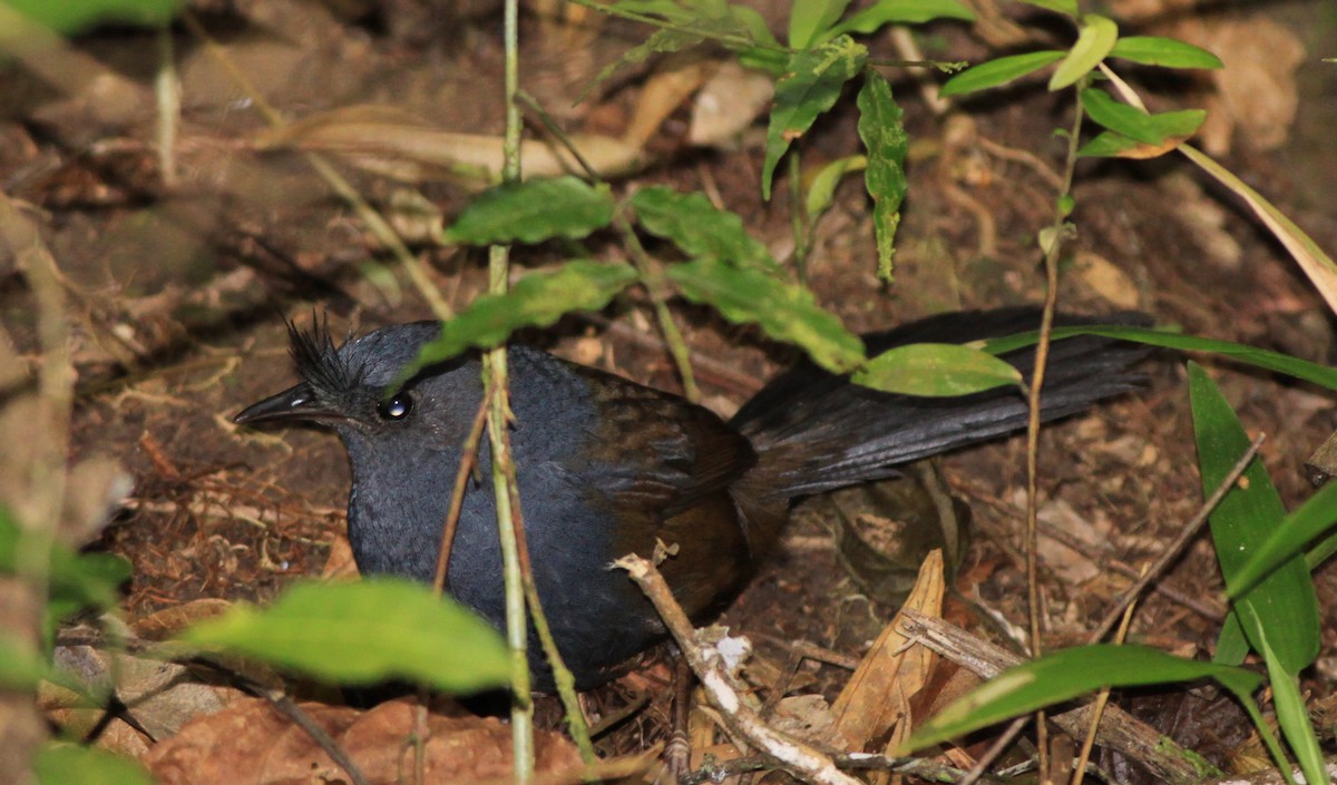 Slaty Bristlefront - Gary Graves