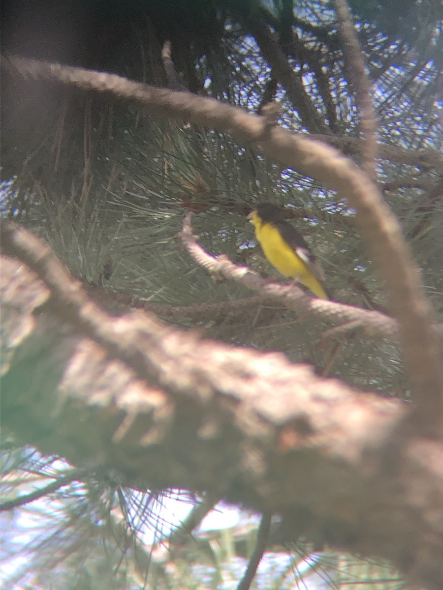 Lesser Goldfinch - ML170650611