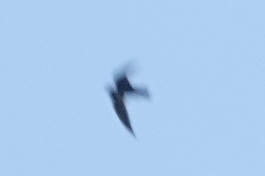 White-collared Swift - ML170653791