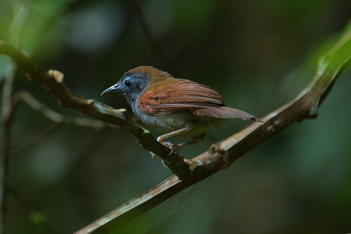 Chestnut-winged Babbler - Choong YT