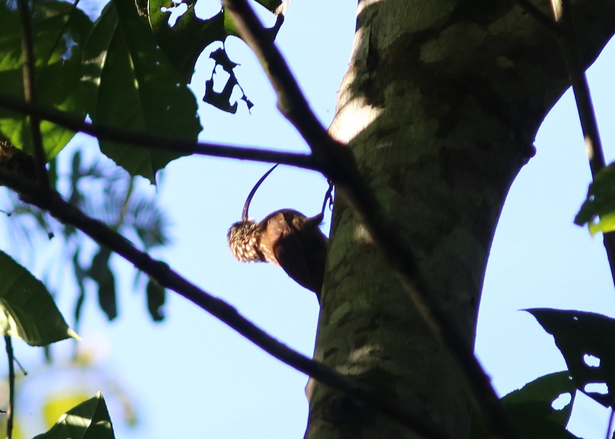 Xingu Scythebill - ML170655311