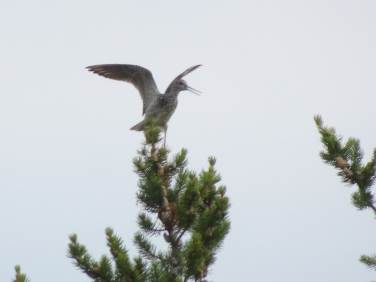 Lesser Yellowlegs - ML170655451