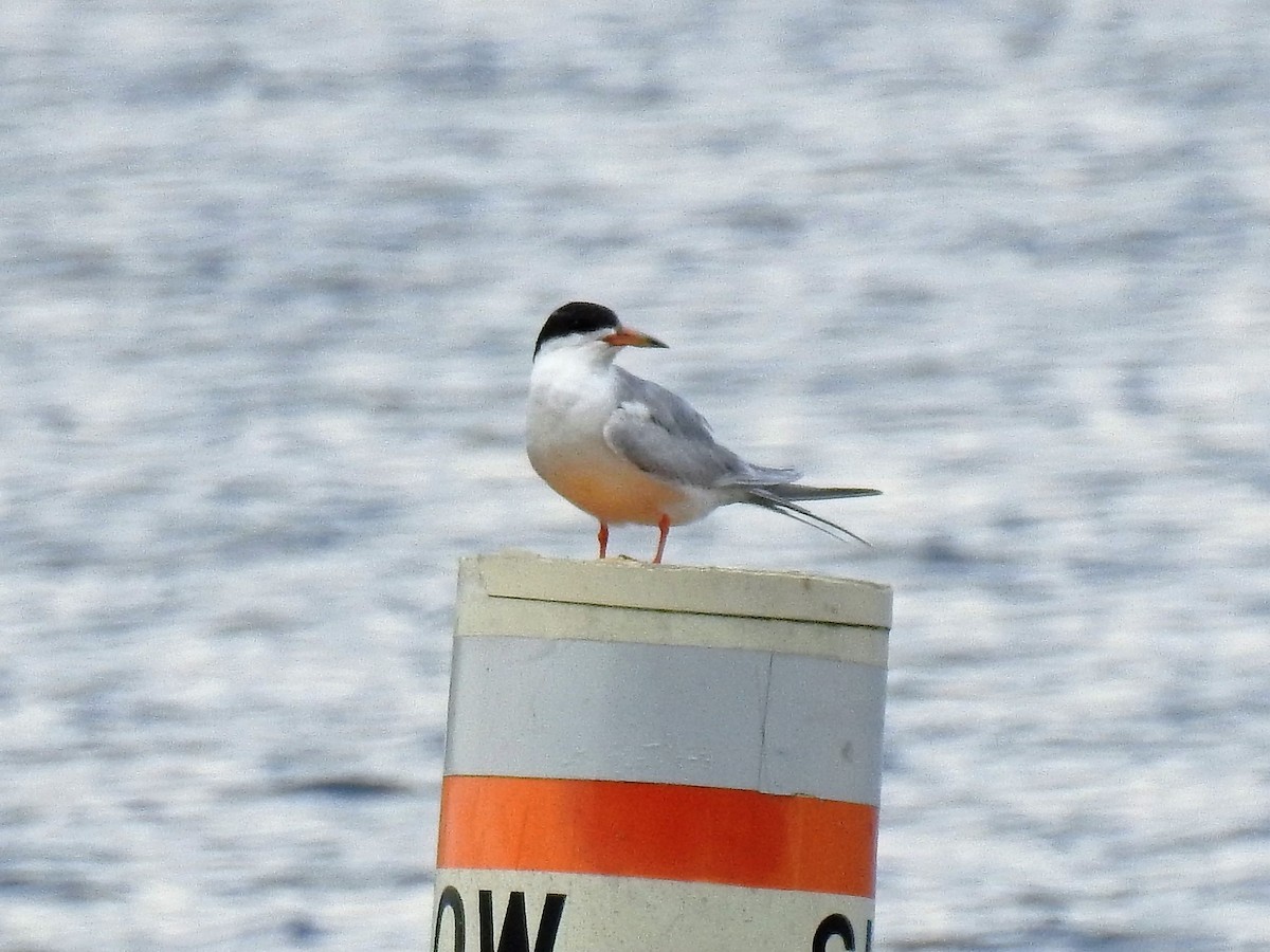 Forster's Tern - ML170655901