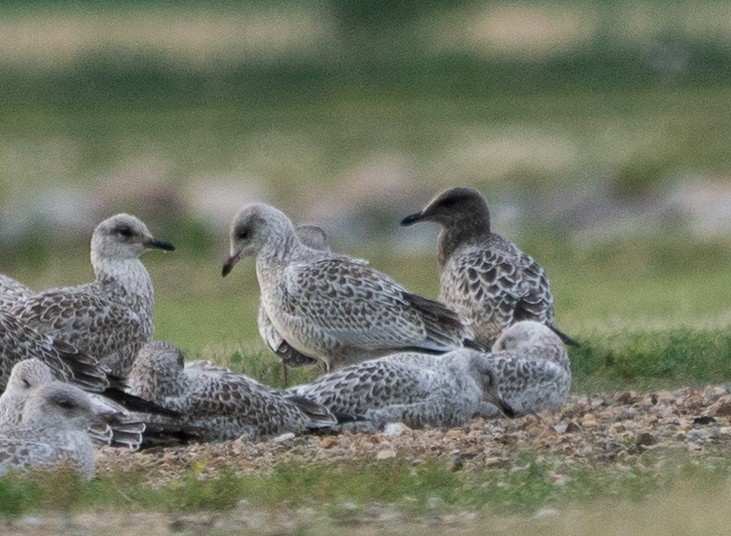 California Gull - ML170656051