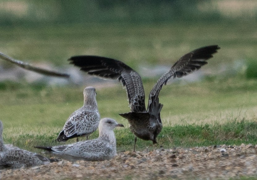 California Gull - ML170656061