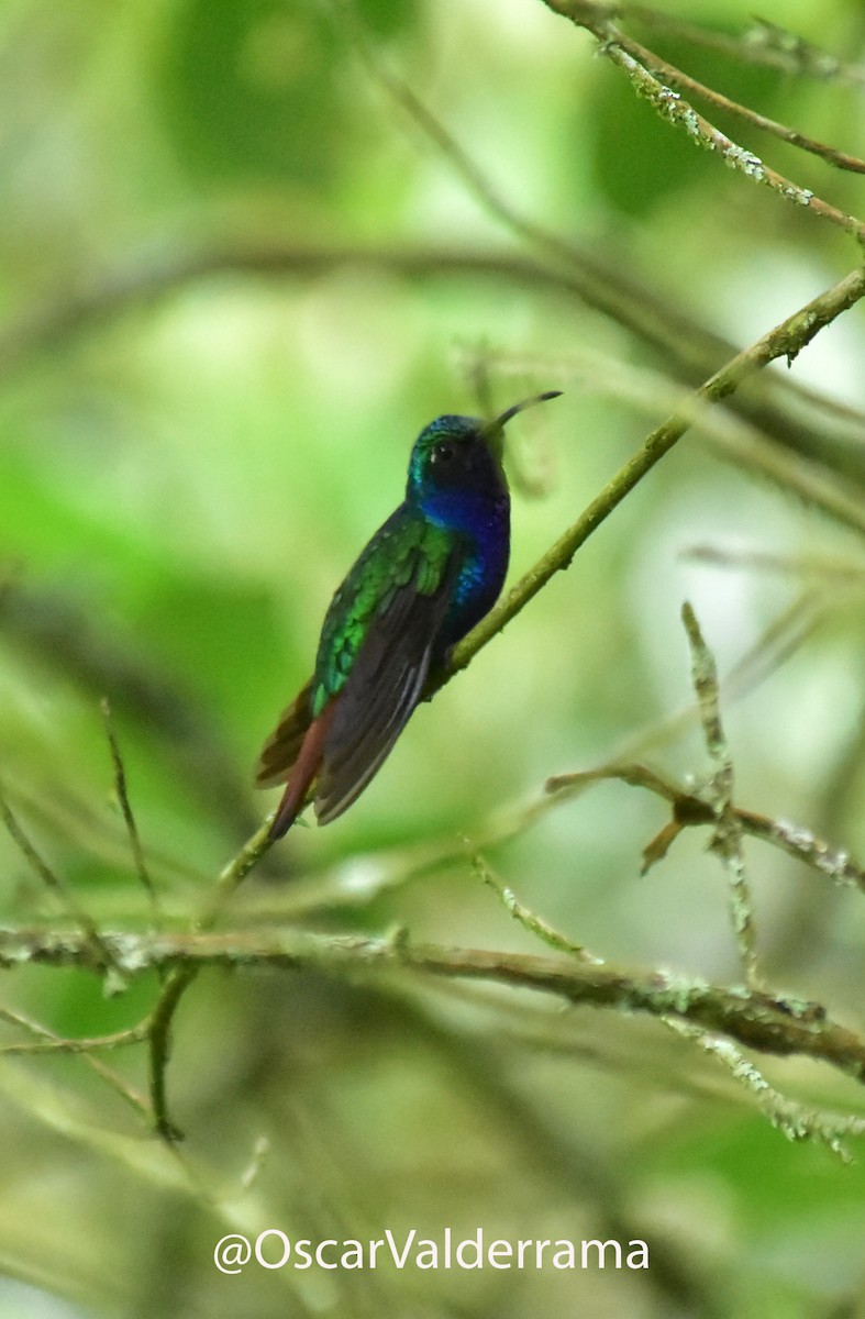 kolibřík azurovoprsý - ML170656761