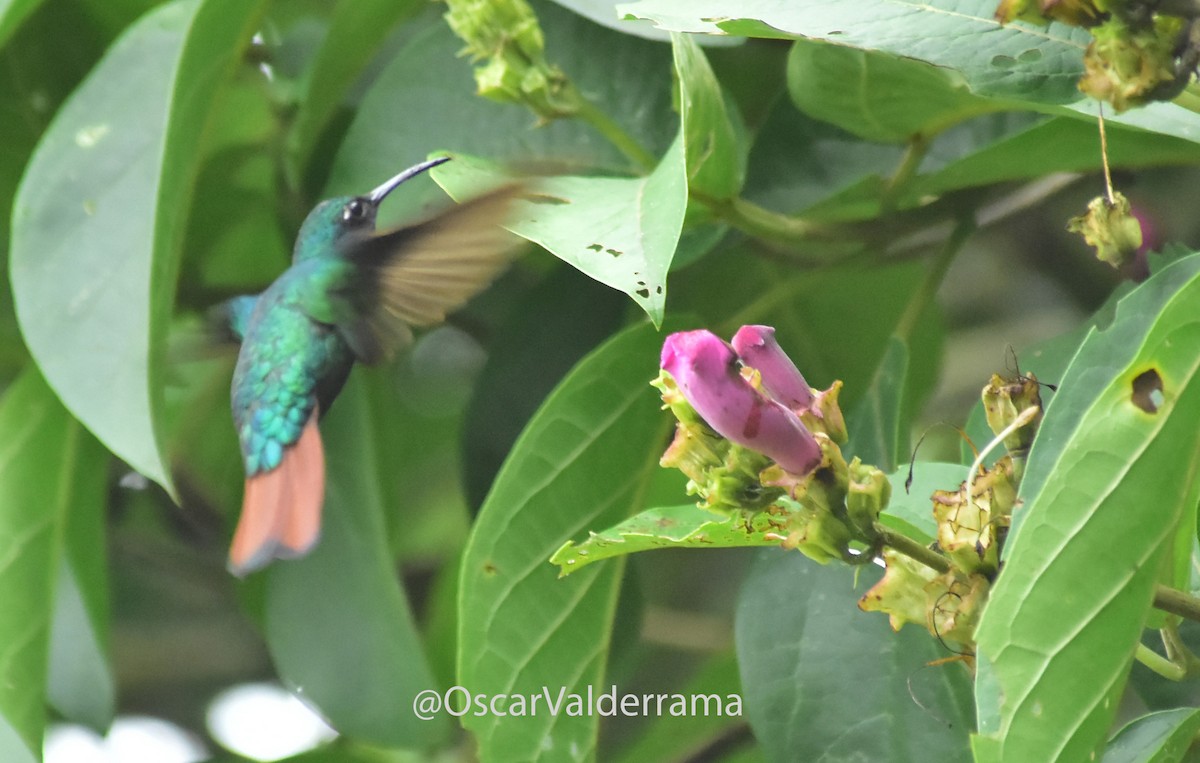 Lazuline Sabrewing - ML170656771