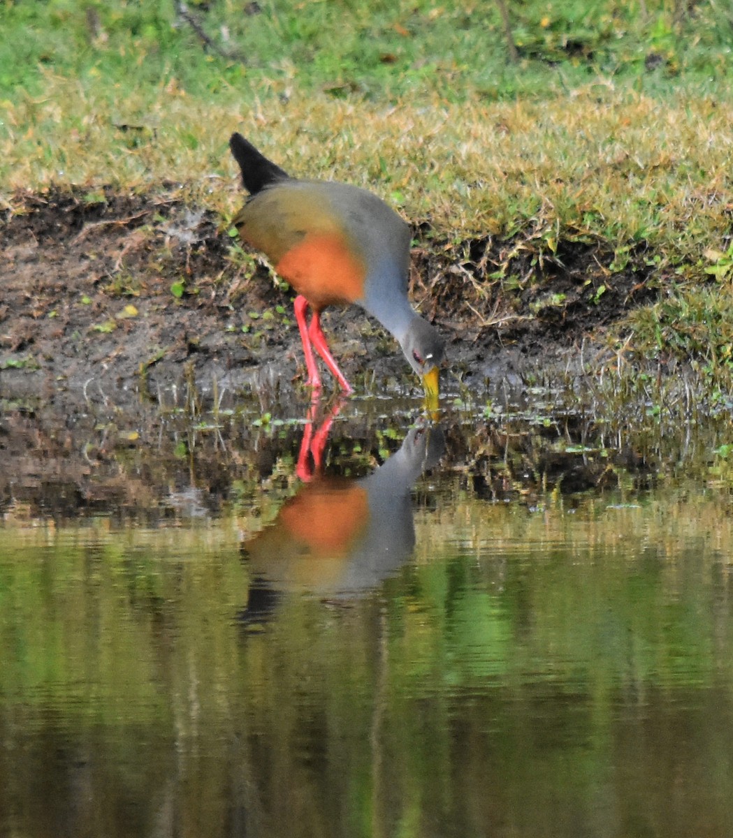 Gray-cowled Wood-Rail - ML170657511