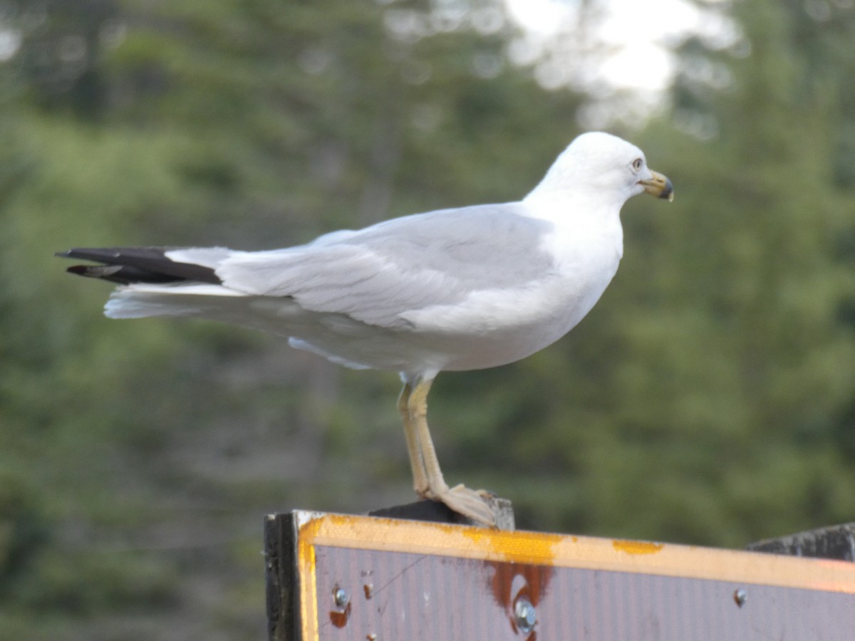 Ring-billed Gull - Theodore Garver