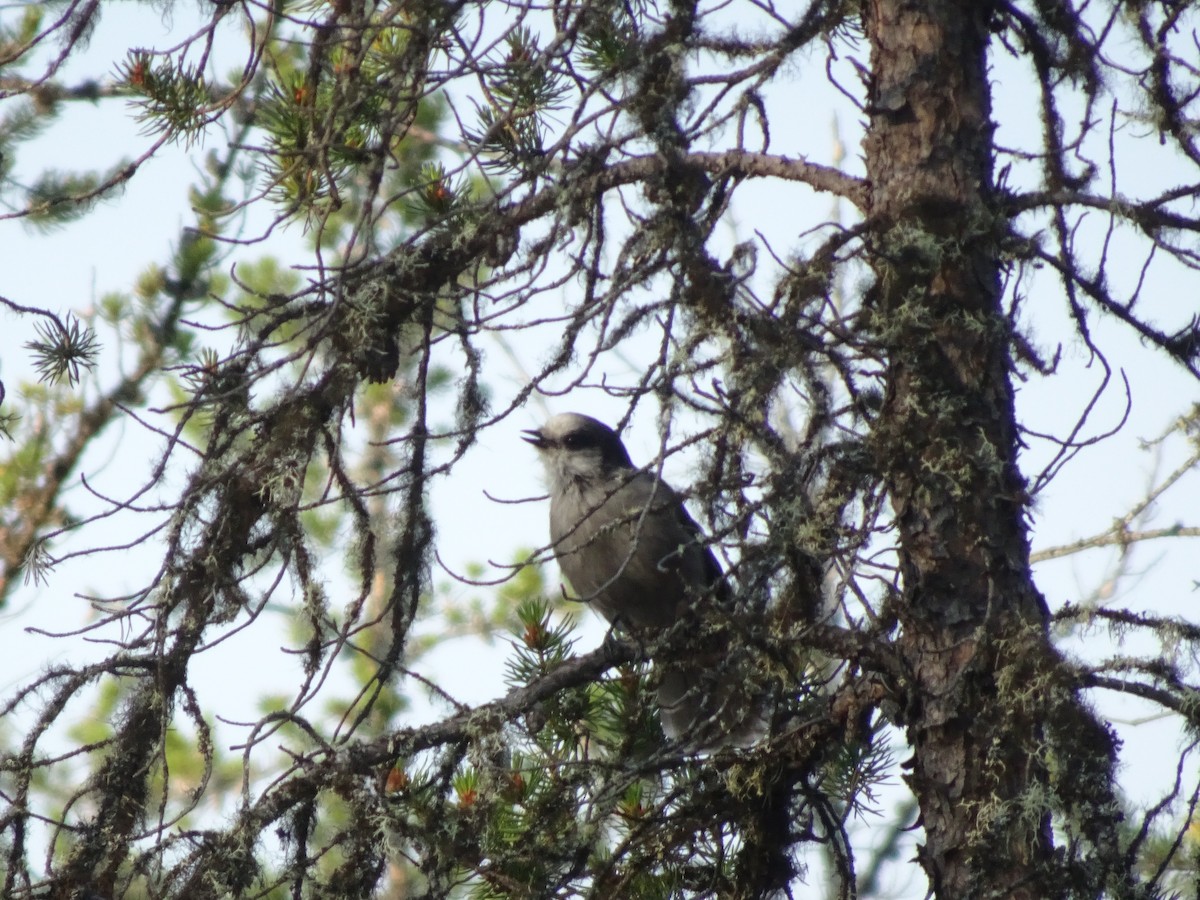 Canada Jay - ML170662301