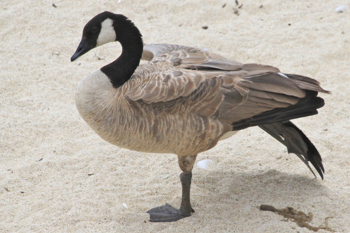 Canada Goose - ML170662921