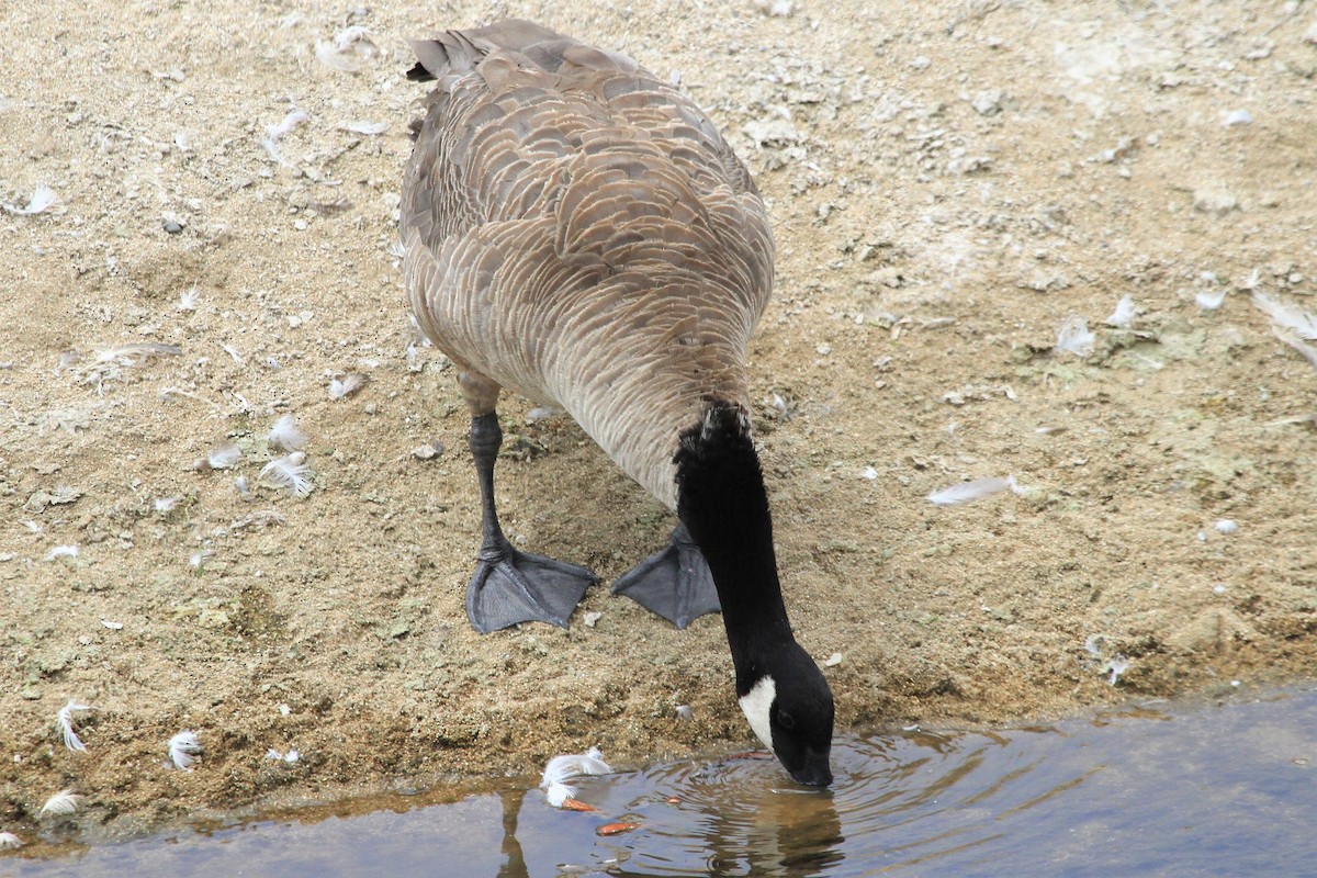 Canada Goose - ML170662981