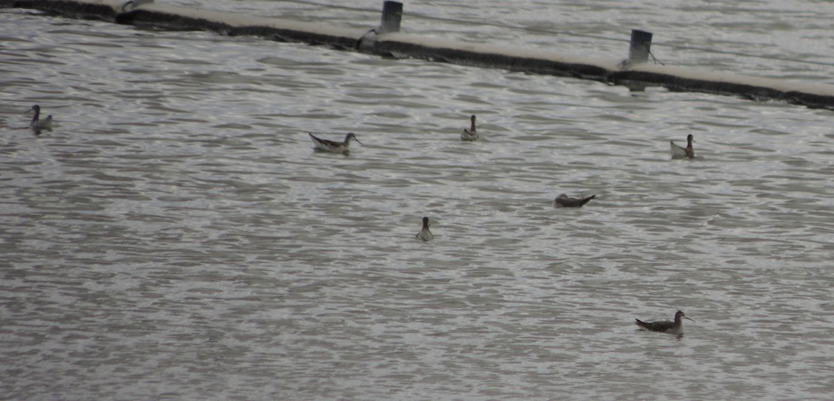 Wilson's Phalarope - ML170665671