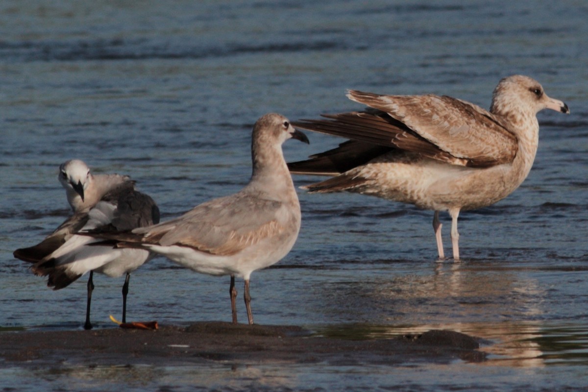 California Gull - ML170665761