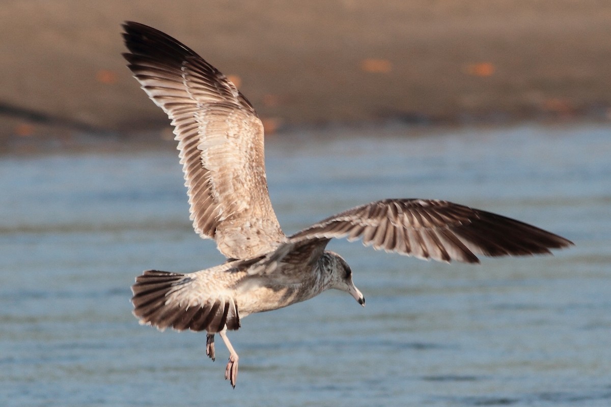 California Gull - ML170665771