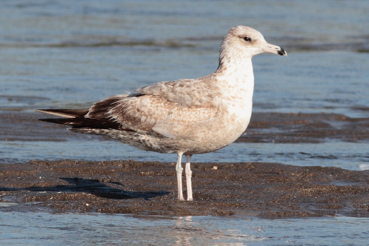 California Gull - ML170665781