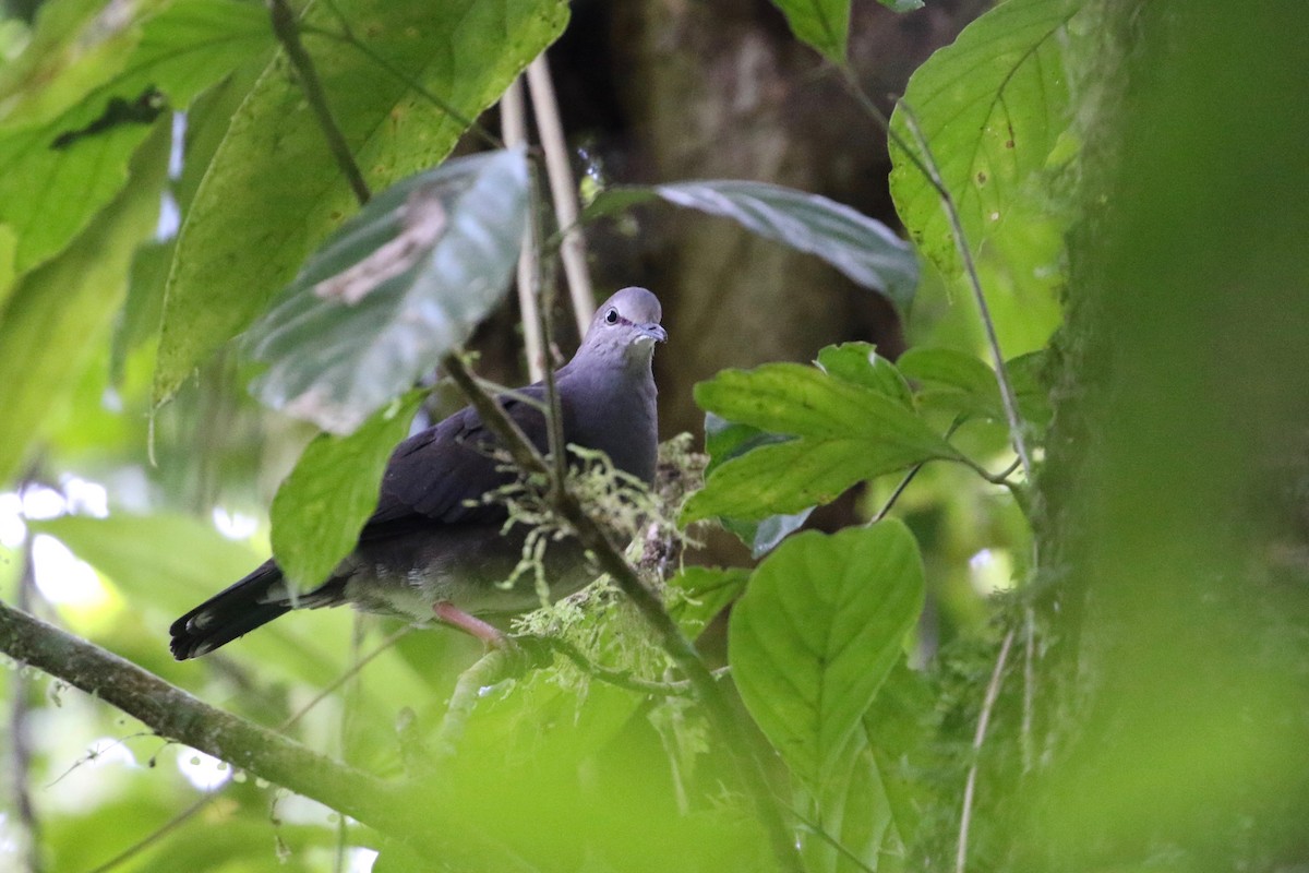 Gray-chested Dove - ML170666041