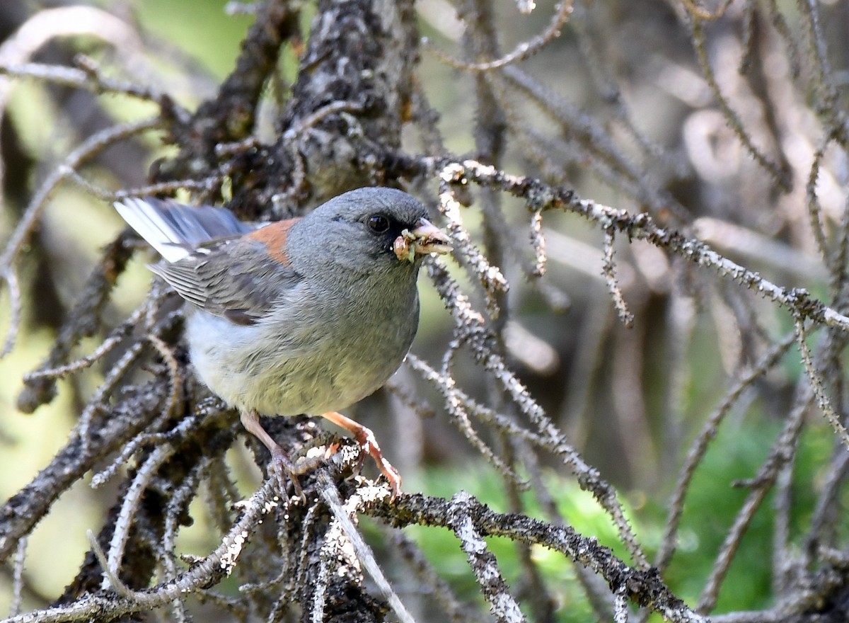 Junco ardoisé (caniceps) - ML170669951