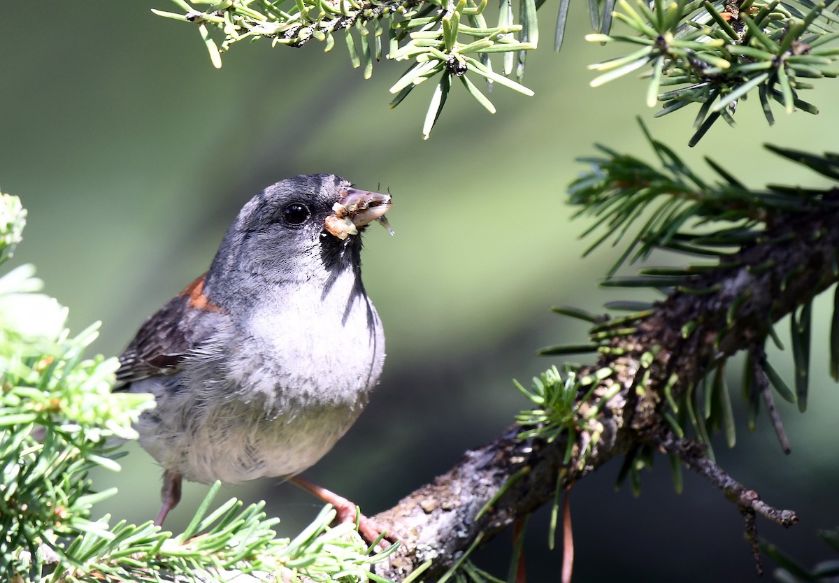 Junco ardoisé (caniceps) - ML170669961