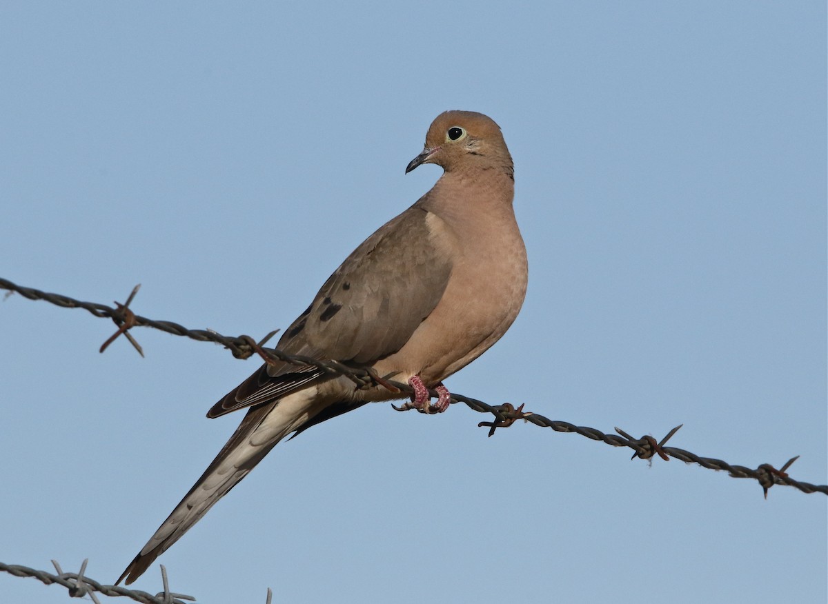 Mourning Dove - Pair of Wing-Nuts