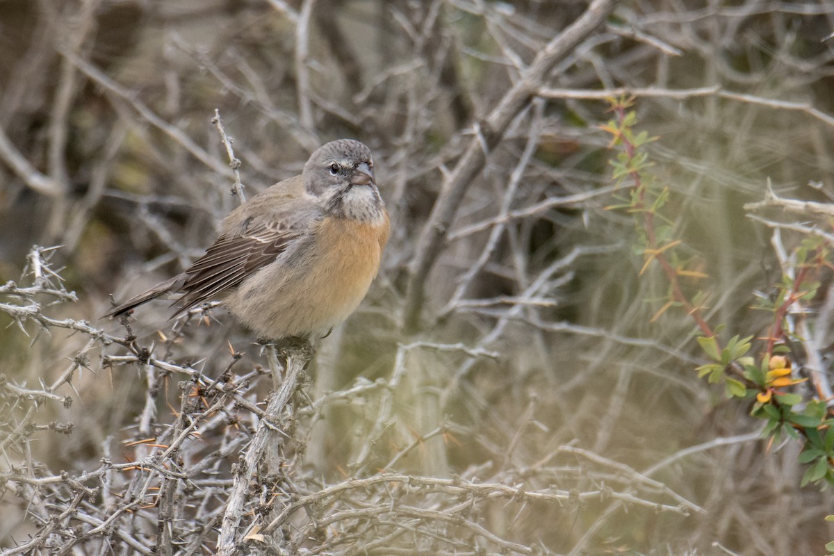 Gray-hooded Sierra Finch - ML170671731