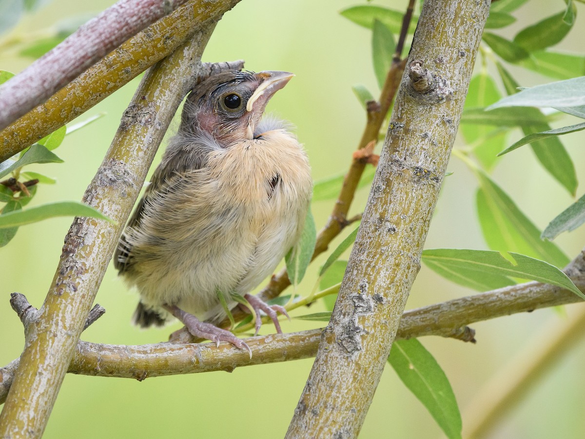 Lazuli Bunting - ML170672451