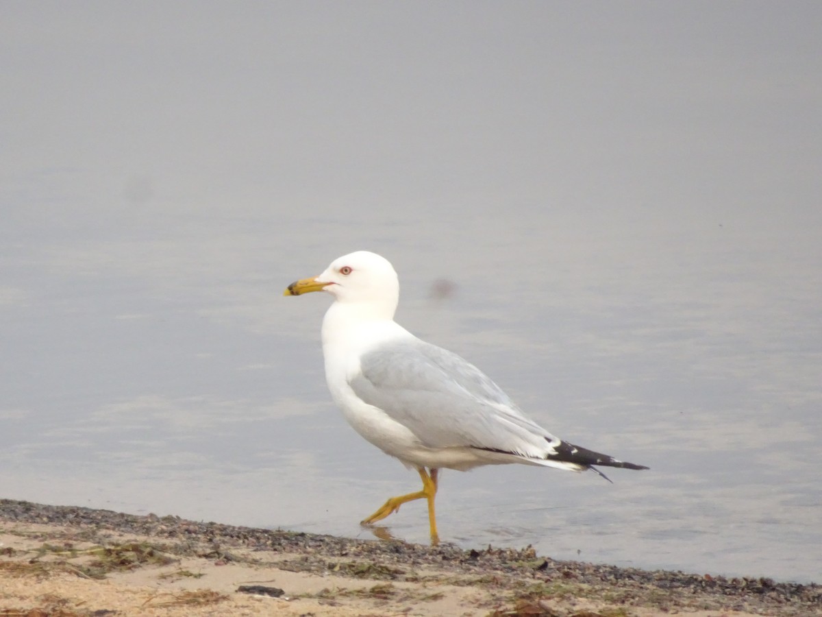 Ring-billed Gull - ML170673511