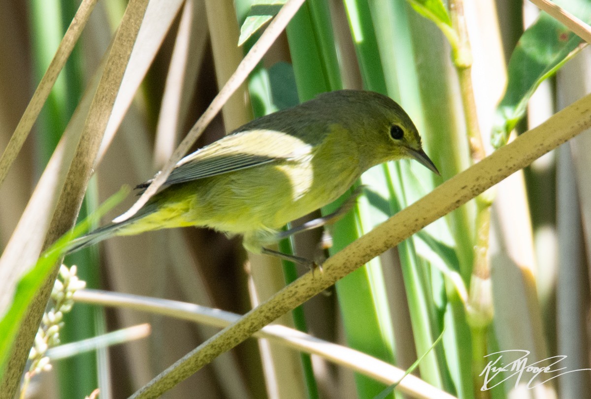 Orange-crowned Warbler - Kim Moore