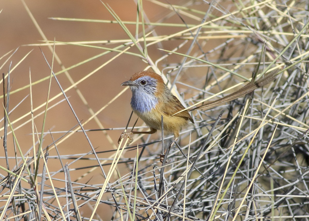 Rufous-crowned Emuwren - Stephen Murray