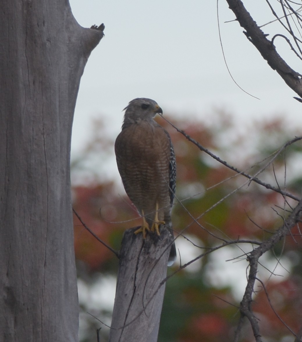 Red-shouldered Hawk - ML170676661