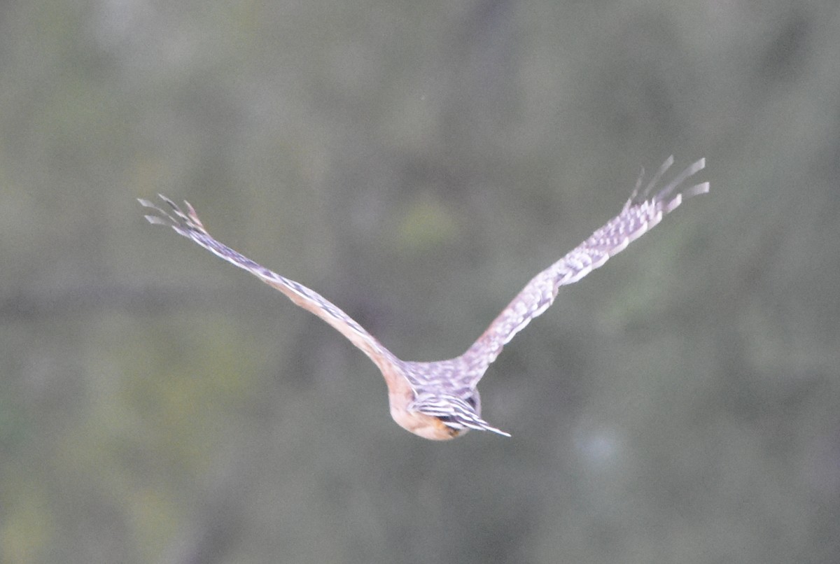 Red-shouldered Hawk - ML170676671