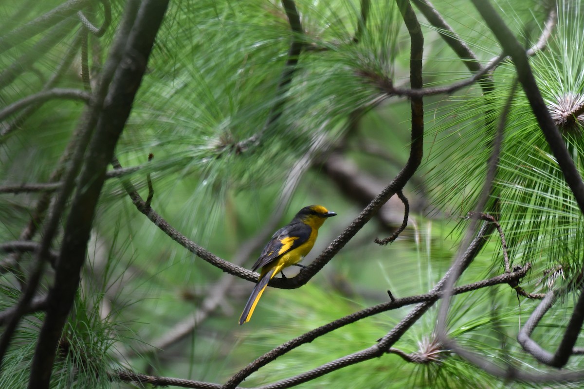 Scarlet Minivet - ML170677341