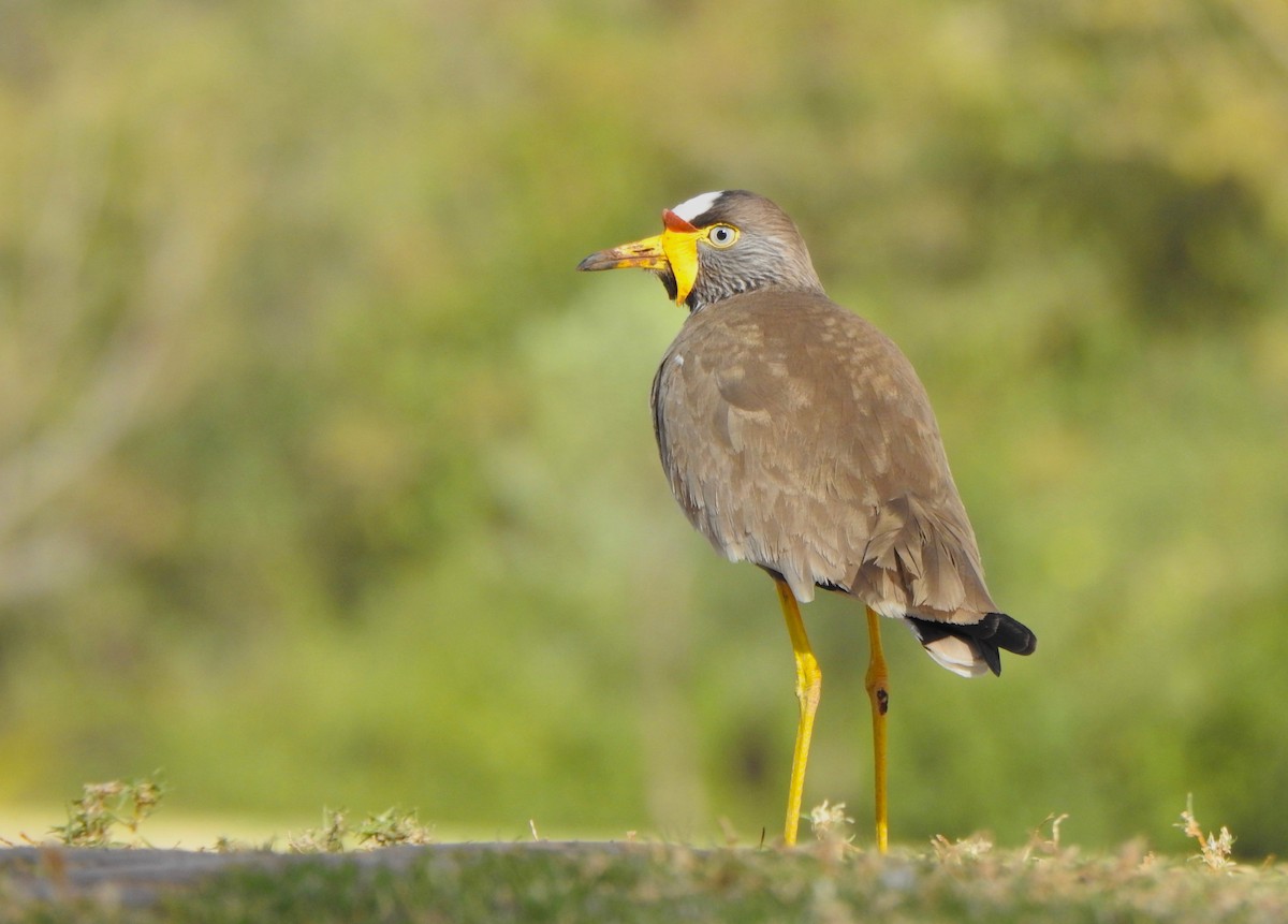 Wattled Lapwing - Kalin Ocaña