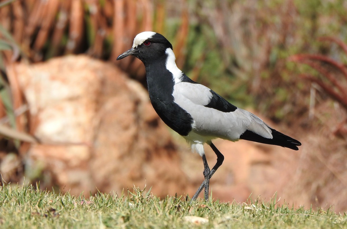 Blacksmith Lapwing - Kalin Ocaña