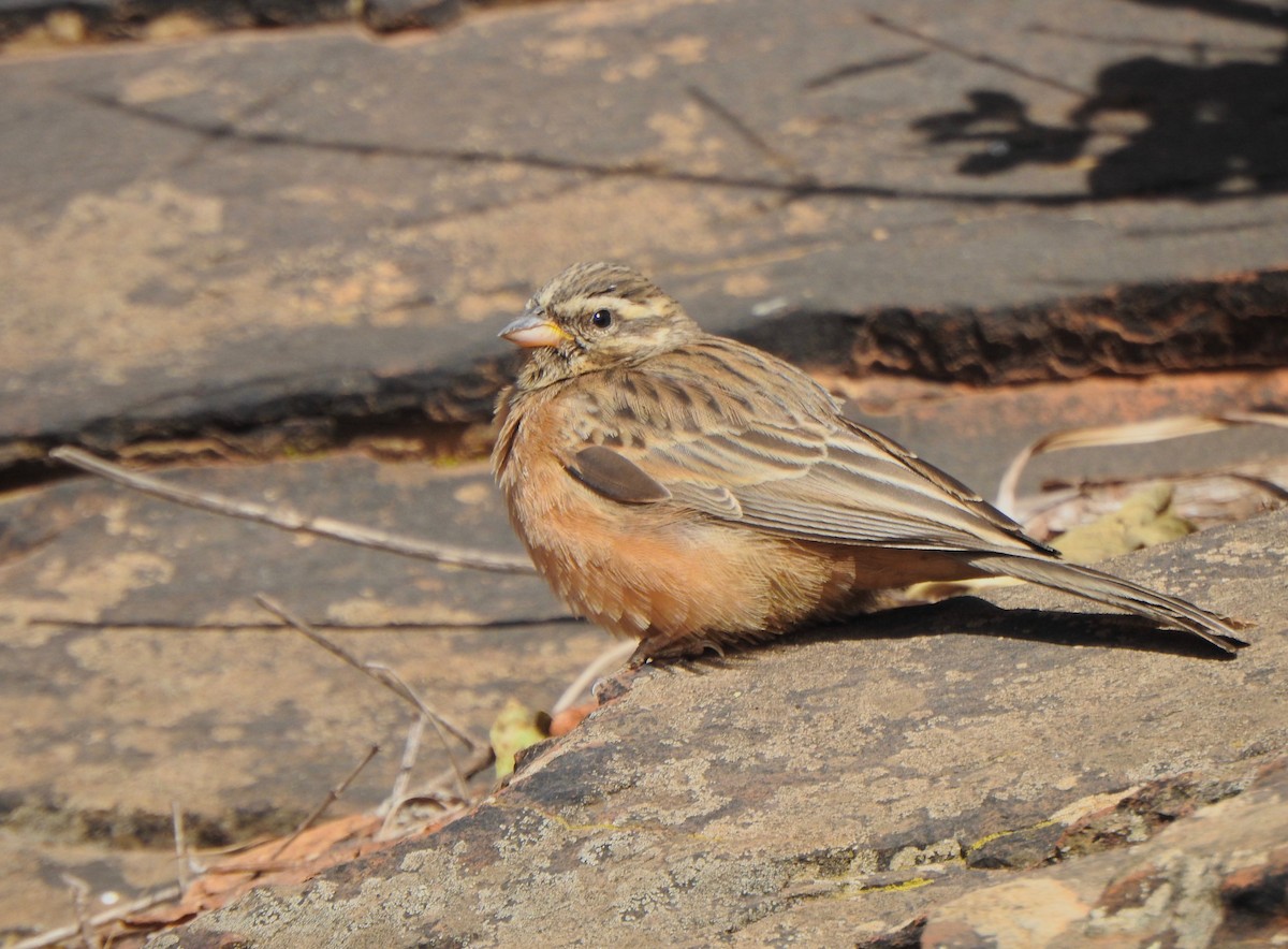 Cinnamon-breasted Bunting - ML170677571