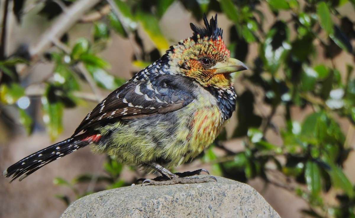 Crested Barbet - ML170677641