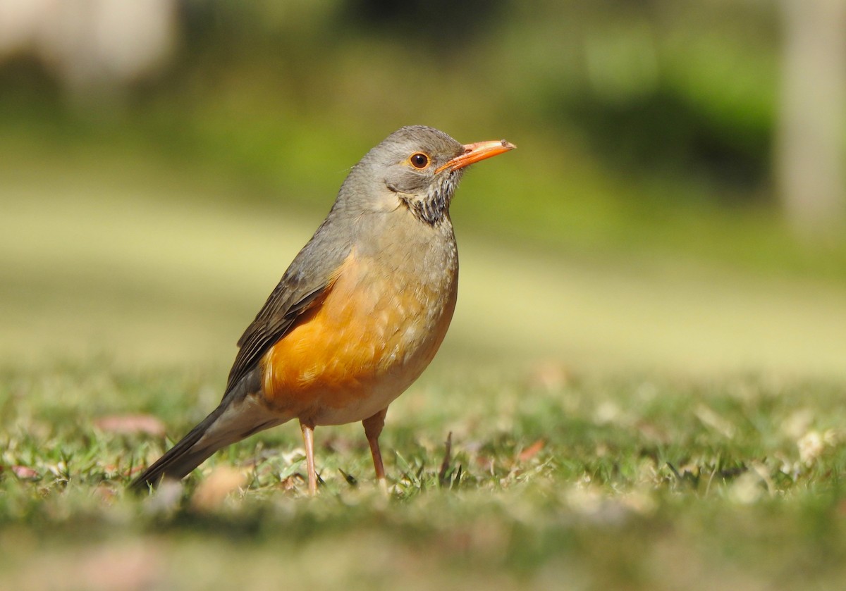 Kurrichane Thrush - Kalin Ocaña