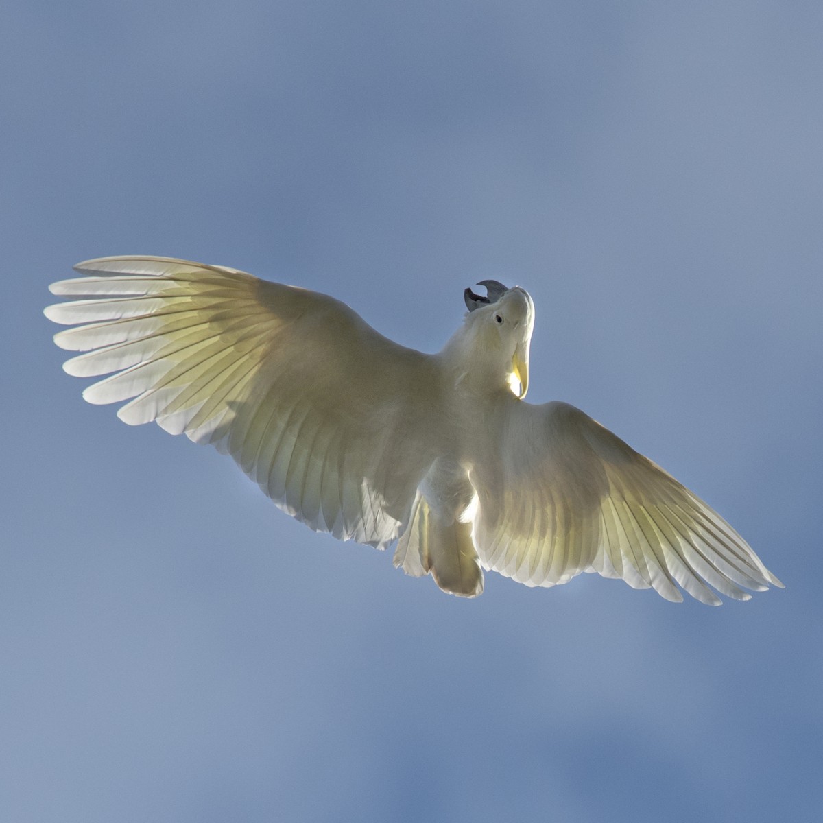 Sulphur-crested Cockatoo - ML170680011