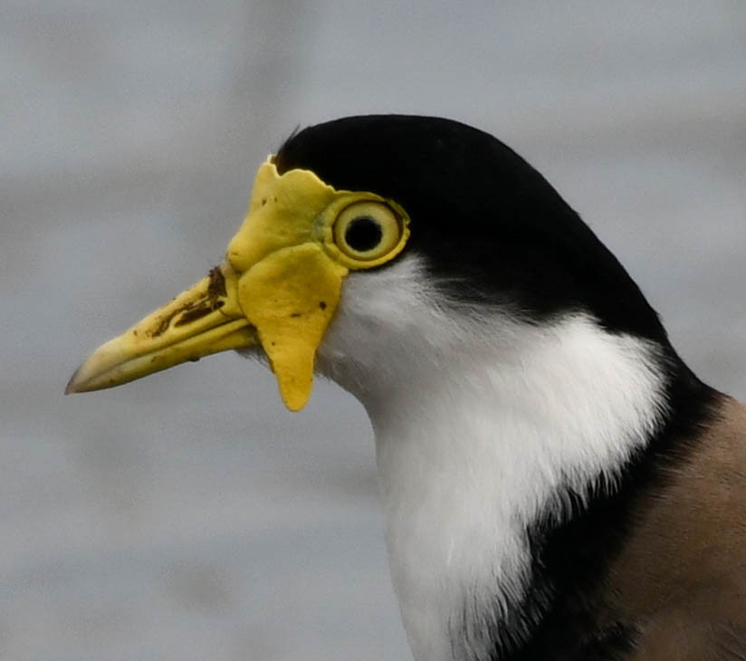 Masked Lapwing - Roy Burgess