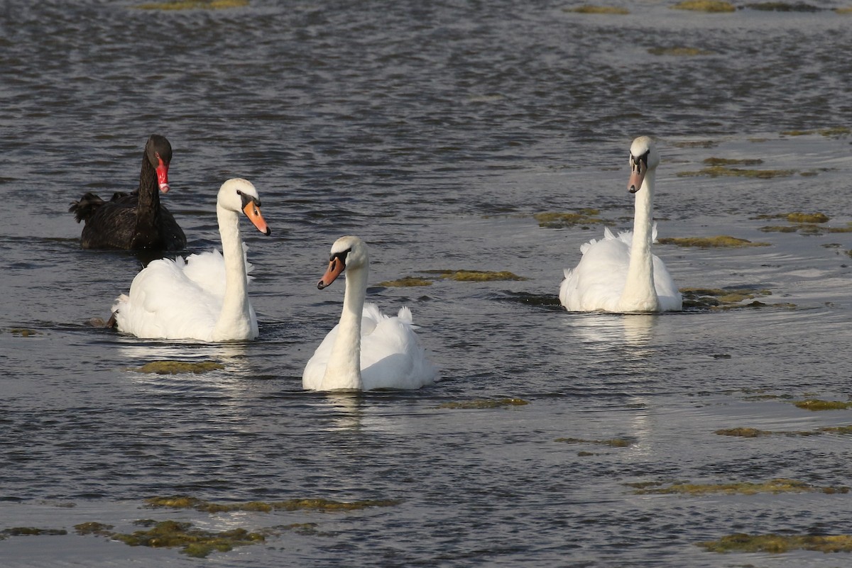 Cygne noir - ML170682401