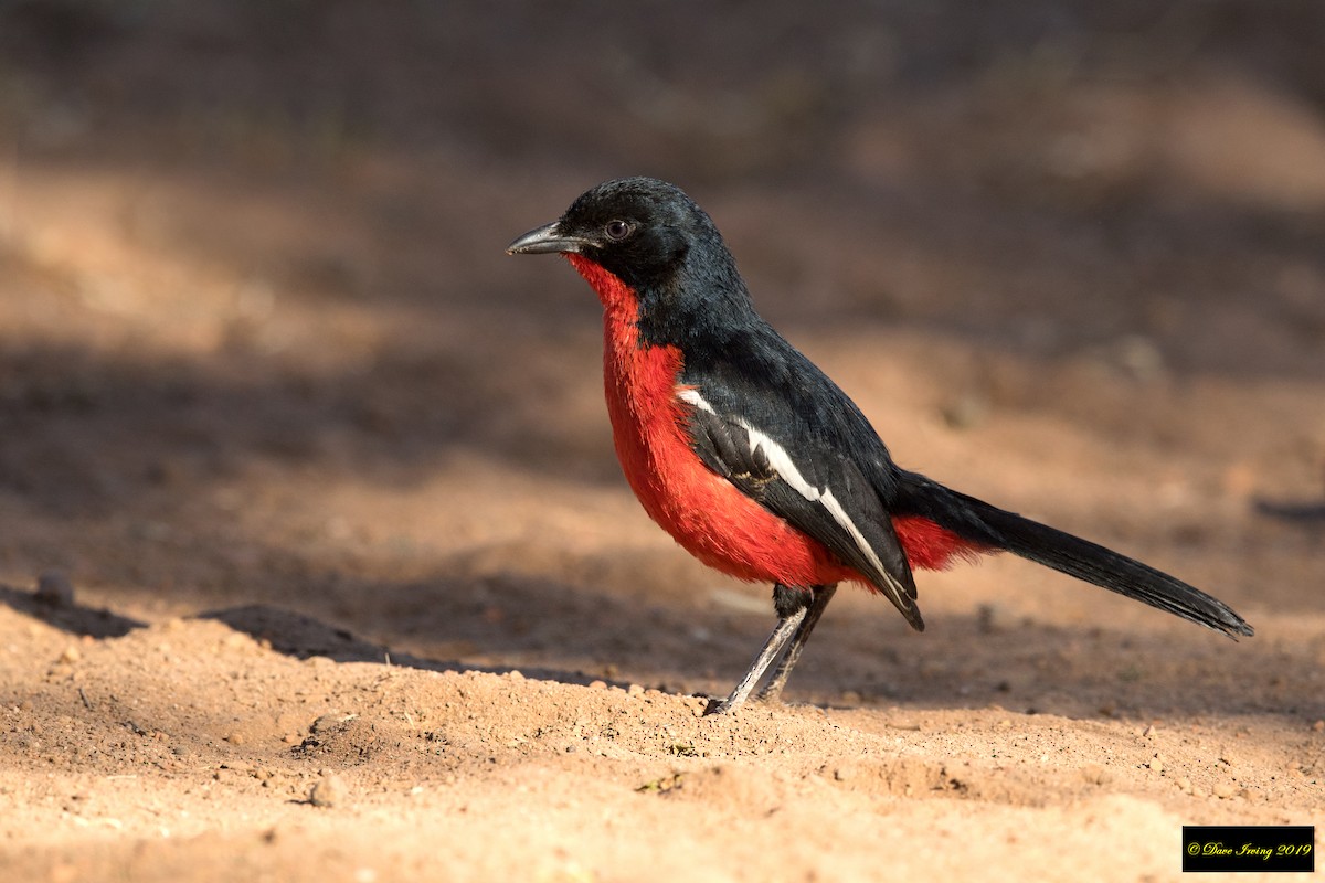 Crimson-breasted Gonolek - David Irving